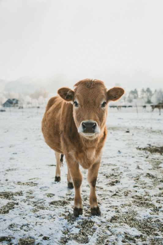 Calf In The Snow Magnet Picture Magnet Cattle Bull Dairy Baby Animal Cow