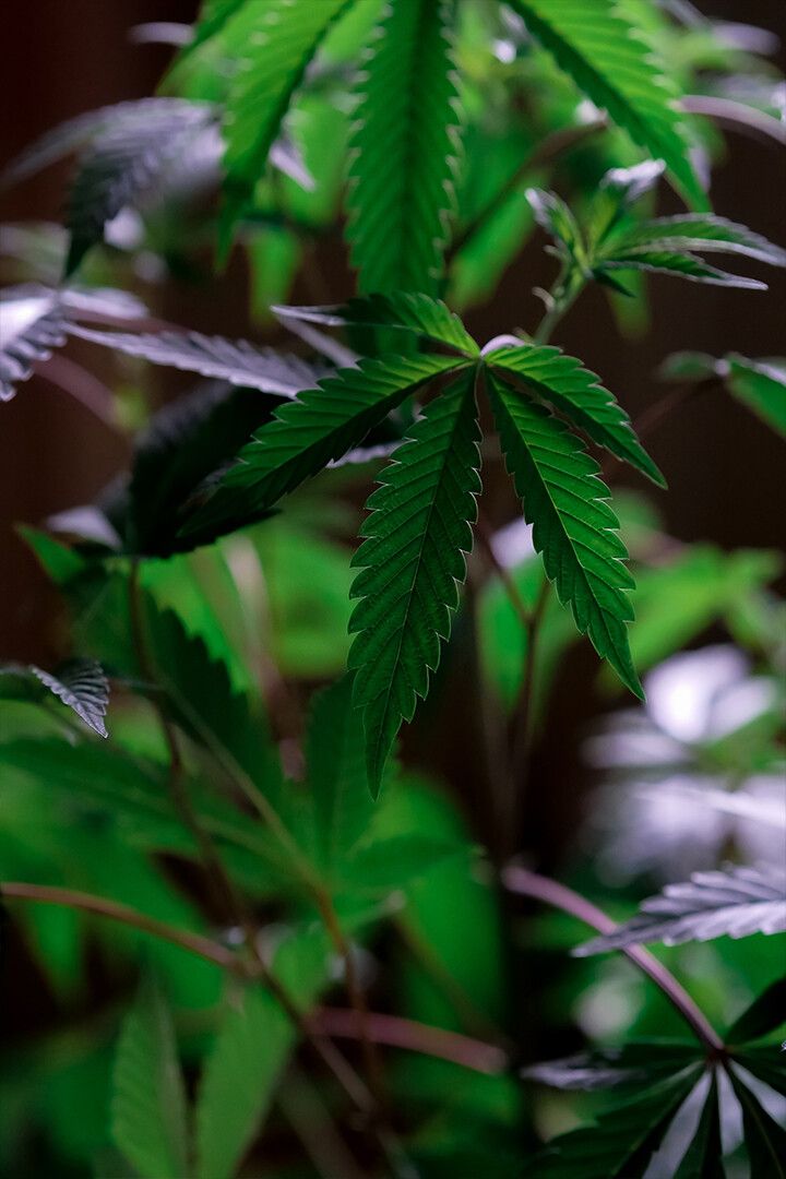 Cannabis Plant Leaves Art Wall Decor Jigsaw Puzzle