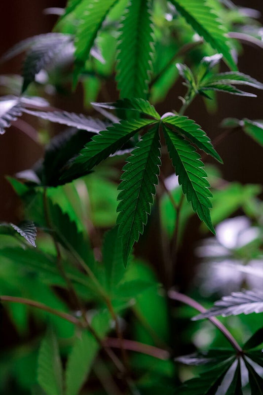 Cannabis Plant Leaves Art Wall Decor Jigsaw Puzzle