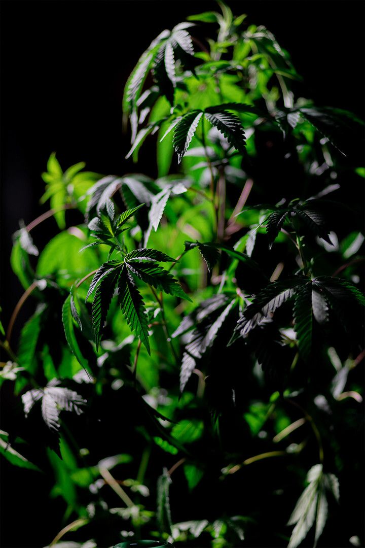 Cannabis Plant On Dark Background Art Wall Decor Jigsaw Puzzle