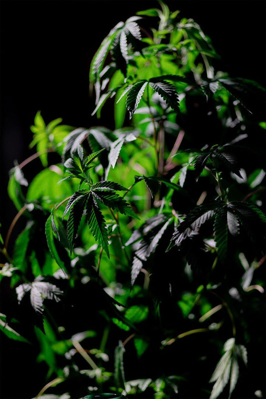 Cannabis Plant On Dark Background Art Wall Decor Jigsaw Puzzle