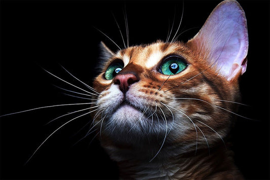 Cat Eyes Greeneyed Cat Looking Forward Animal Wall Home Decor Jigsaw Puzzle