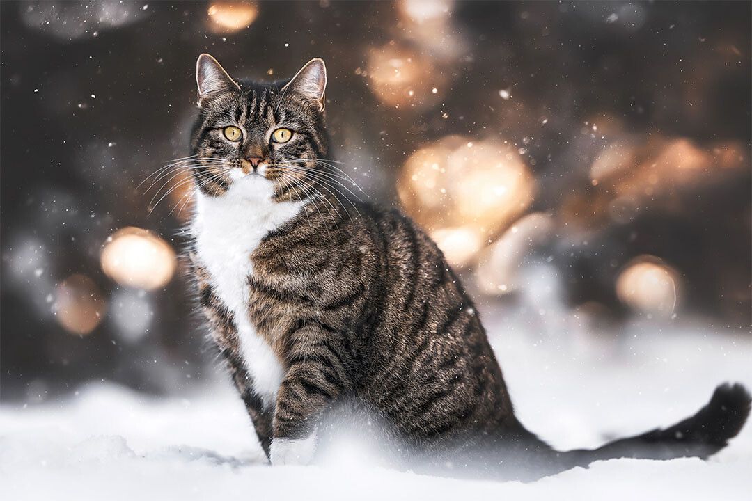 Cat In Snow Cute Animals Naturel Life Painting Wall Art Home Poster
