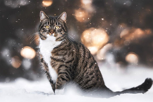 Cat In Snow Cute Animals Naturel Life Painting Jigsaw Puzzle