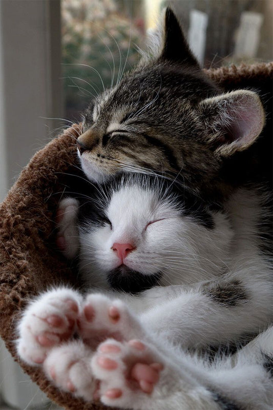 Cat Love All You Need Is Love And A Cat Animals Jigsaw Puzzle