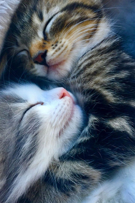 Cat Love All You Need Is Love And A Cat Baby Jigsaw Puzzle