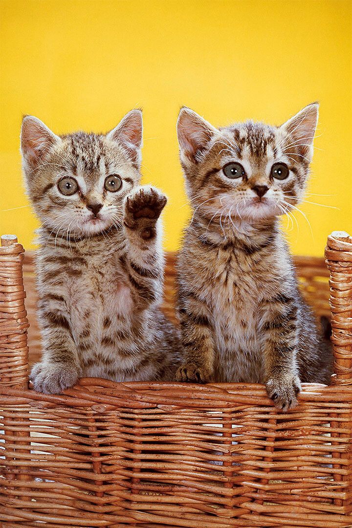 Cat Love All You Need Is Love And A Cat Domesticated Jigsaw Puzzle