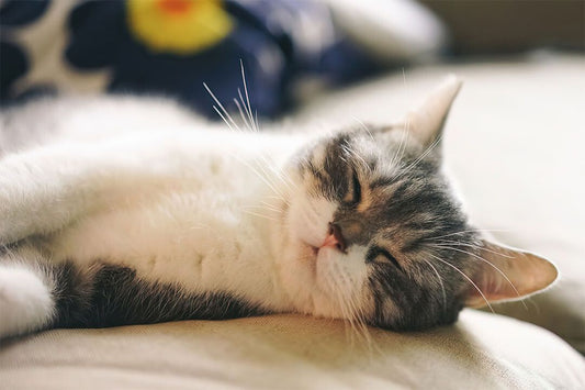 Cat Sleeping Cute Animals Naturel Life Painting Jigsaw Puzzle