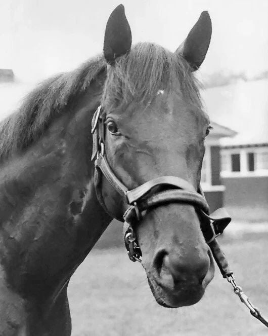 Champion Racehorse Damascus Glossy Photo Print Willie Shoemaker Poster
