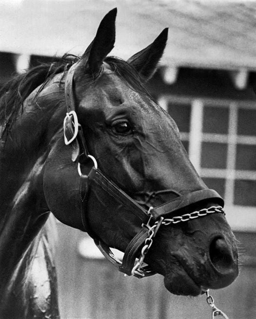 Champion Racehorse Forego Glossy Magnet Magnet Horse Racing