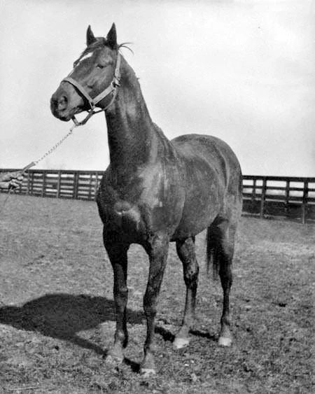 Champion Racehorse Man O War Glossy Photo Print Pose Thoroughbred Poster