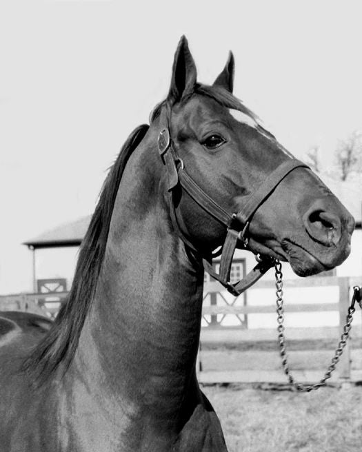 Champion Racehorse Man O War Glossy Magnet Print Thoroughbred Magnet 2