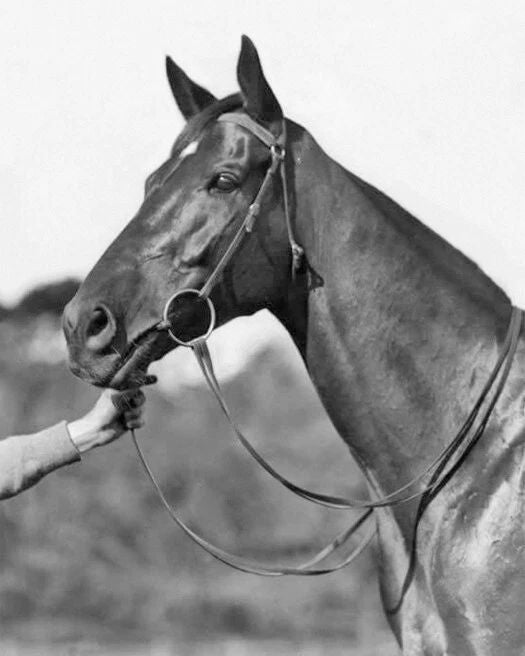 Champion Racehorse Phar Lap Glossy Magnet Thoroughbred Magnet 2