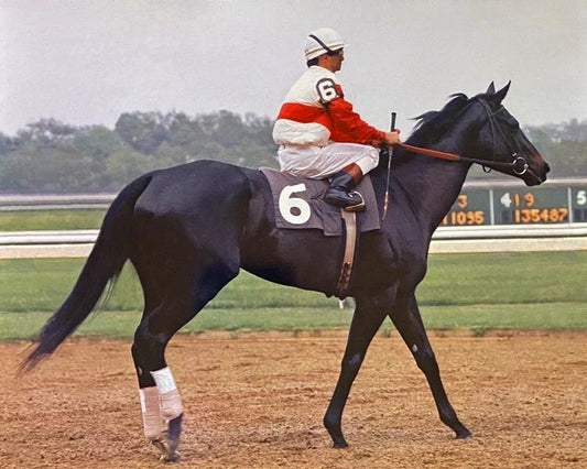 Champion Racehorse Ruffian Glossy Magnet Racing Thoroughbred Print J Vasquez 2