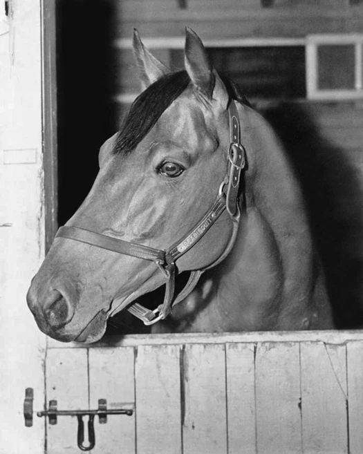Champion Racehorse Seabiscuit Glossy Magnet Thoroughbred Magnet