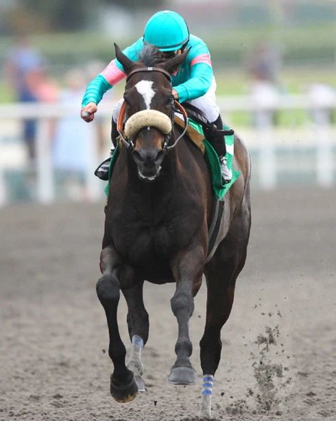 Champion Racehorse Zenyatta Glossy Photo Mike Smith Poster Print