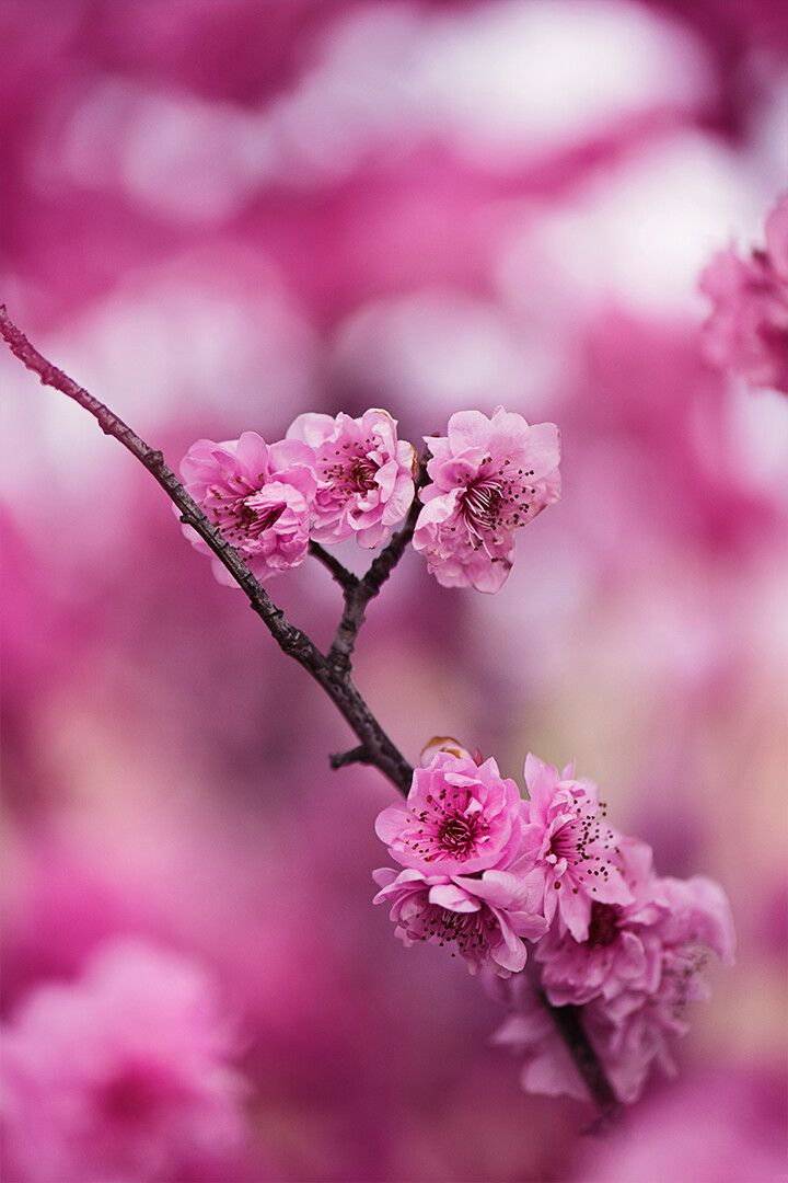 Cherry Blossom Tree Art Wall Decor Jigsaw Puzzle