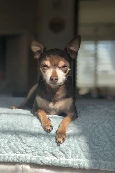 Chihuahua Sneering Ferocious Puppy Dog Pet Animal Lover Picture Print Magnet