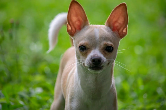 Chihuahua In The Grass Cute Puppy Dog Pet Animal Lover Picture Print Keychain