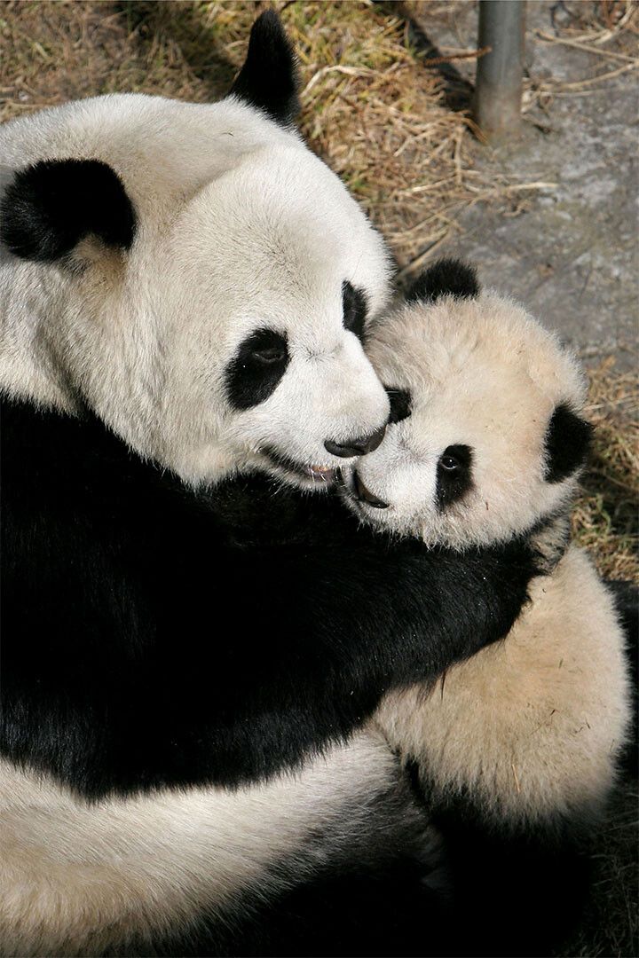 China Two Giant Panda Bear Pair Couple Hugging Room Wall Decor Jigsaw Puzzle