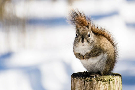 Chubby Fat Squirrel In A Tree Keychain Picture Keychain Cute Rodent Animal Tails