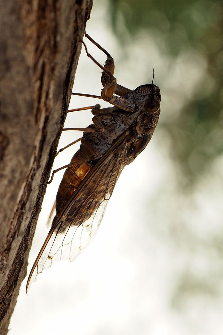 Cicada Loud Flying Vermin Animals Nature Jigsaw Puzzle