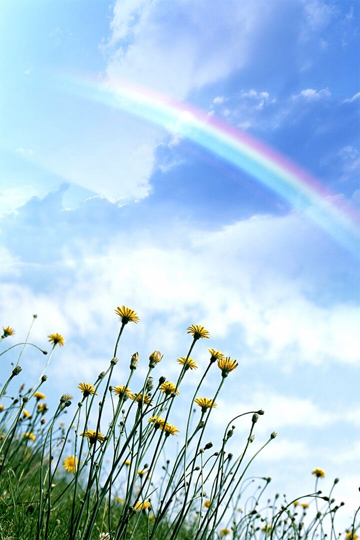 Clear Sky Rainbow Field Of Flowers Art Print Decor Jigsaw Puzzle