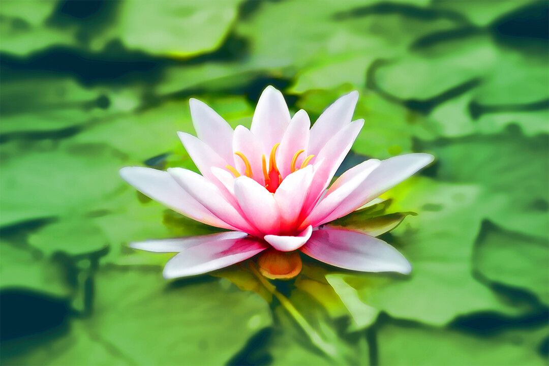 Closeup Jigsaw Puzzlegraphy Of Pink Lotus Print Jigsaw Puzzle