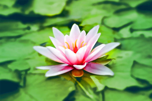 Closeup Jigsaw Puzzlegraphy Of Pink Lotus Print Jigsaw Puzzle