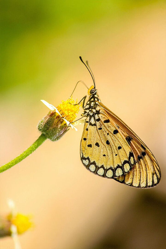 Closeup Jigsaw Puzzlegraphy Of Butterfly On Flower Art Wall Decor Jigsaw Puzzle