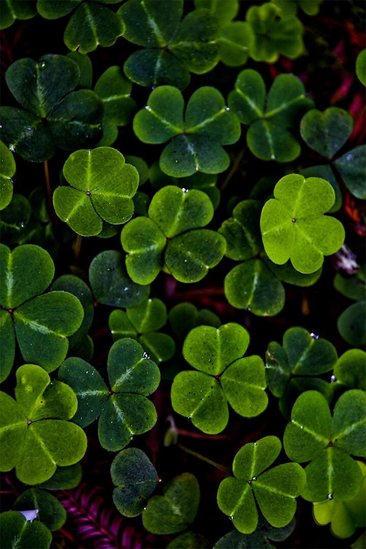 Clover Colorful Flowering Plant Painting Print Wall Home Decor Jigsaw Puzzle