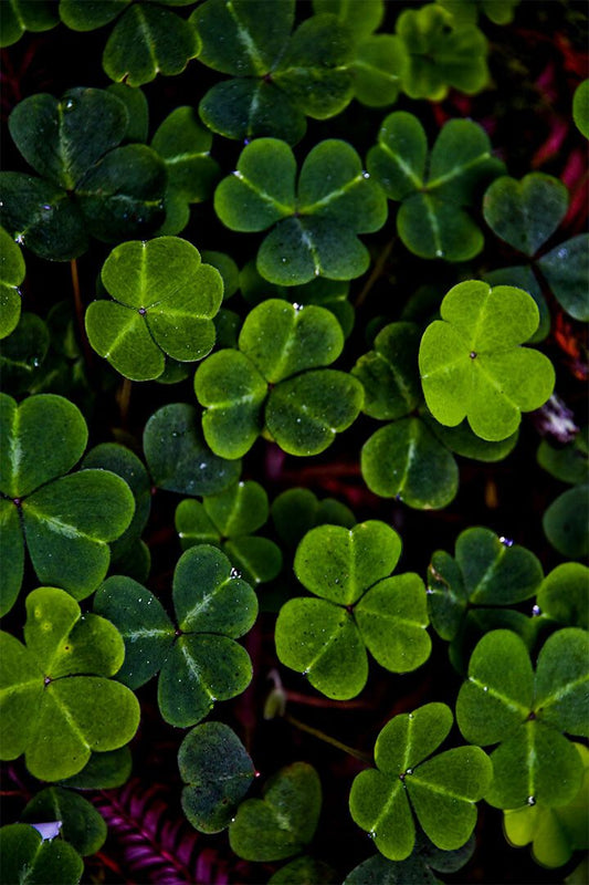 Clover Colorful Flowering Plant Painting Print Wall Home Decor Jigsaw Puzzle
