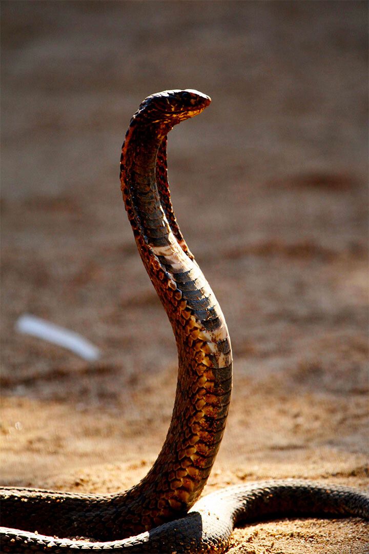 Cobra Reptile Animals Picture Painting Print Jigsaw Puzzle