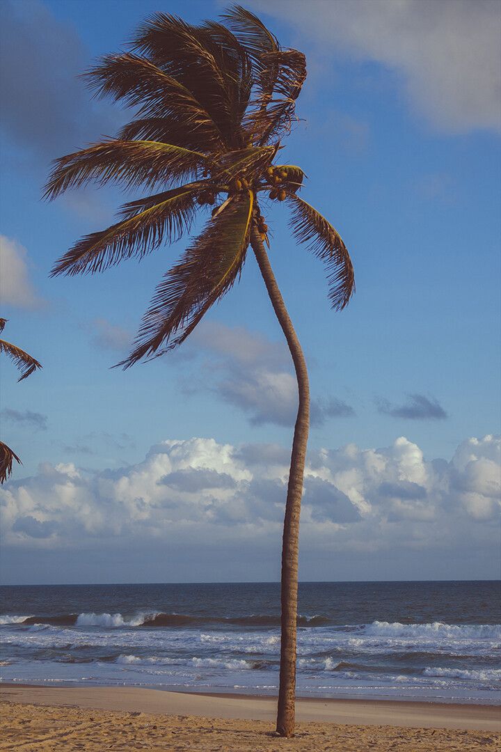 Coconut Palm Tree Near Sea Art Wall Decor Jigsaw Puzzle