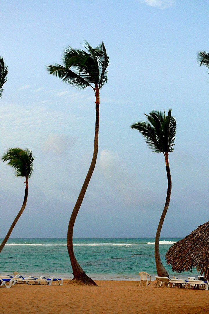 Coconut Palms On Kalapana Beach Trees Print Jigsaw Puzzle