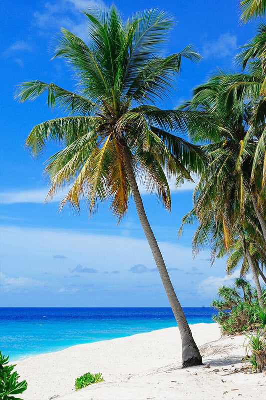 Coconut Tree On Tropical Sandy Beach Art Wall Decor Jigsaw Puzzle