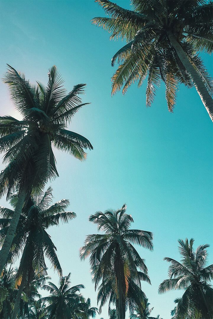 Coconut Trees At Beautiful Sunny Day Art Wall Decor Jigsaw Puzzle