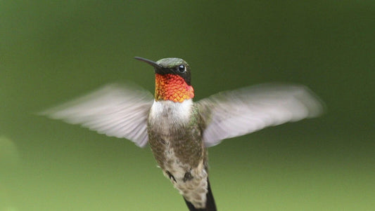 Colorful Hummingbird Bird Flying Nature Still Life Picture Magnet Magnet
