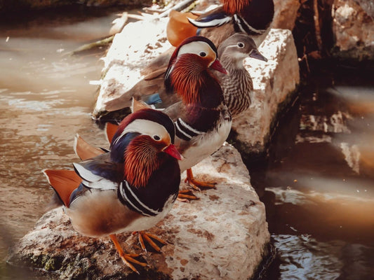 Colorful Mandarin Ducks On The Water Keychain Picture Keychain Cute Bird