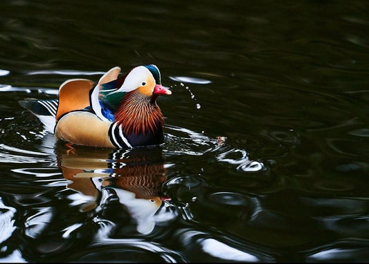 Colorful Mandarin Duck On The Water Magnet Picture Magnet Cute Bird