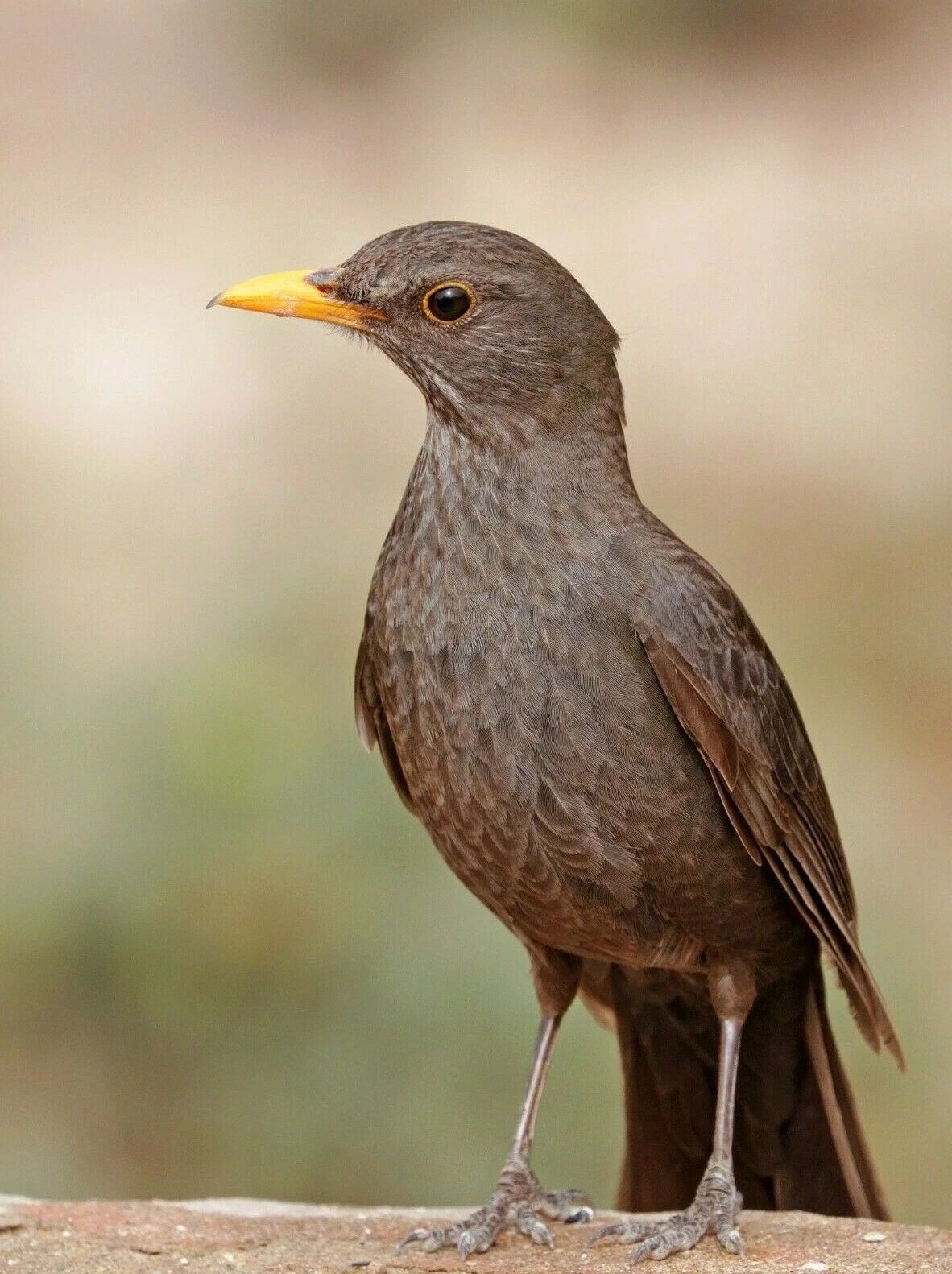 Common Black Bird In Nature Magnet Picture Magnet