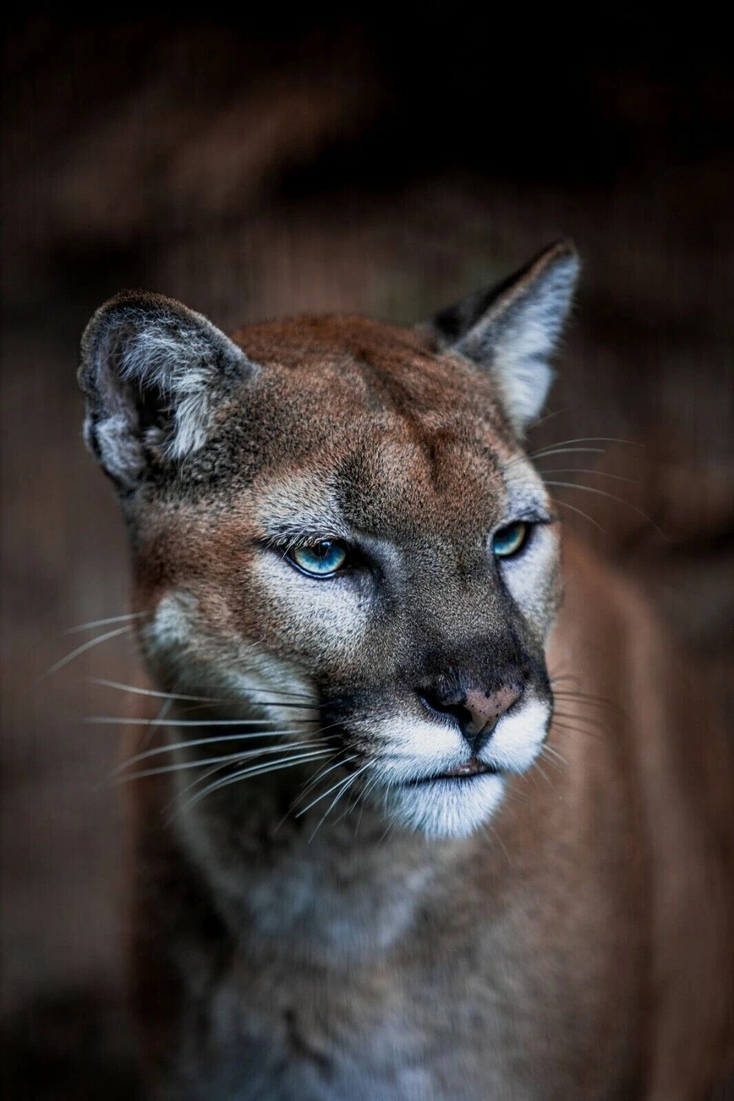 Cougar Cat Puma Mountain Lion Wildcat Nature Keychain Keychain
