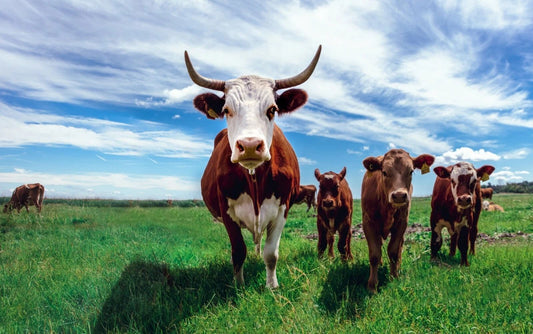 Cows From Denmark Magnet Picture Magnet Cattle Bull Dairy Beef Ox Animal