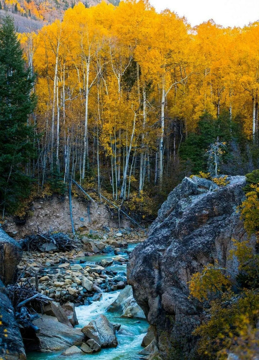 Creek And Trees Aspen Colorado Fall Autumn Magnet Picture Magnet Print Usa Nature