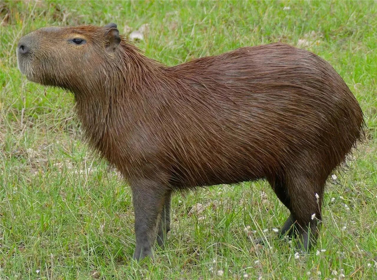 Cute Adorable Friendly Animal Capybara Nature Picture Keychain Wall Art