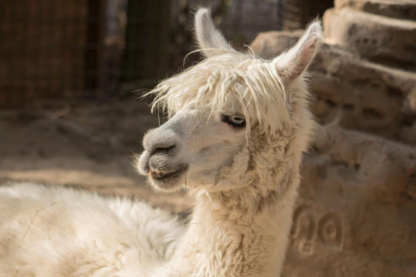 Cute Alpaca With Hair Picture Magnet Magnet Print Llama South American