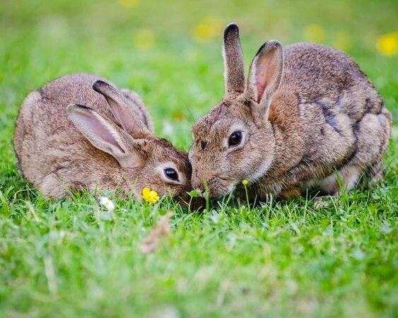 Cute Bunny Rabbits Glossy Magnet Print Magnet