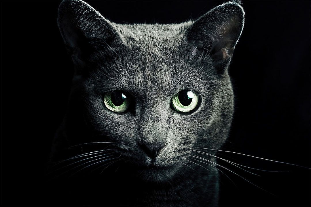 Cute Black Cat Looking At The Camera Animals Wall Home Decor Jigsaw Puzzle