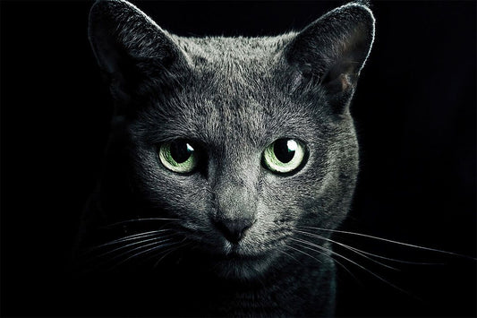 Cute Black Cat Looking At The Camera Animals Wall Home Decor Jigsaw Puzzle