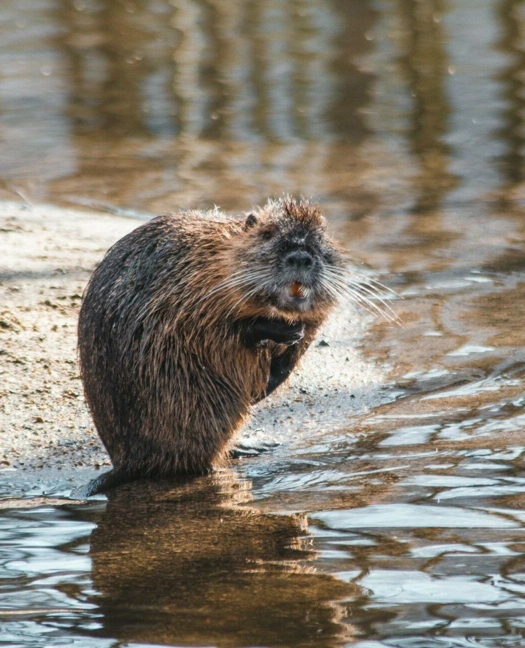 Cute Brown Beaver In The Water Nature Portrait Photo Poster Picture Print